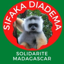 Sifaka Diadema